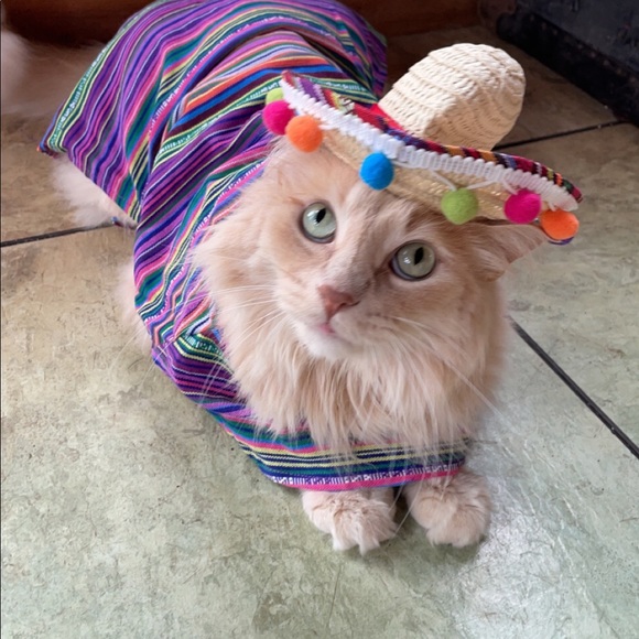 Meet your Posher, Taylor - Picture 4 of 8